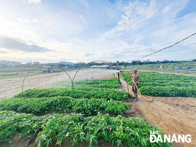 Một cánh đồng rau xanh mướt ở vùng ven đô Đà Nẵng, được tưới tiêu từ nguồn nước địa phương